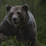 Drama na Vlašiću: Mladića napao medvjed neposredno uz ski-stazu (Video)