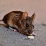 Zarazna bolest: Šta je leptospiroza, opasna bolest koja se pojavila u Sarajevu