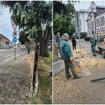 Bijeljina: Nakon pada drveta, radnici bijeljinskog “Komunalca” očistili trotoar i put