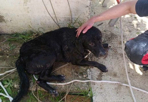 Nije mačka na drvetu, nego pas u bunaru: Banjalučki vatrogasci se istakli još jednom uspješnom akcijom spasavanja životinja