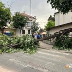 Obustavljen saobraćaj: Obrušilo se veliko stablo u Bijeljini