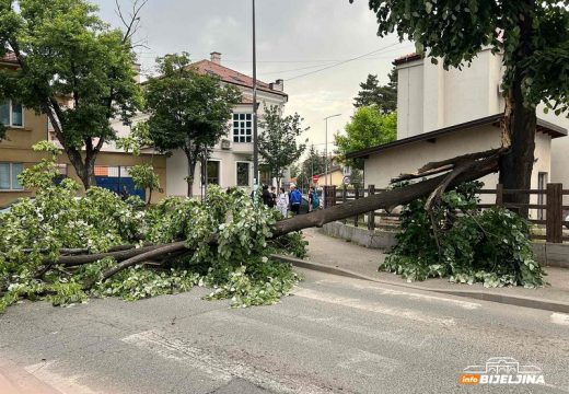 Obustavljen saobraćaj: Obrušilo se veliko stablo u Bijeljini