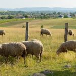 Povećan broj goveda, manje koza: Kako “kotira” stočni fond u Srpskoj?