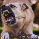 Horor u Sloveniji: Majku usmrtili psi njenog sina