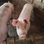 Semberski farmer prodao sve: Hoće li pred Đurđevdan i Markovdan biti nestašice kvalitetnih prasadi?