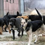 PU Bijeljina: Zabilježeni napadi pasa, napisano osam kazni