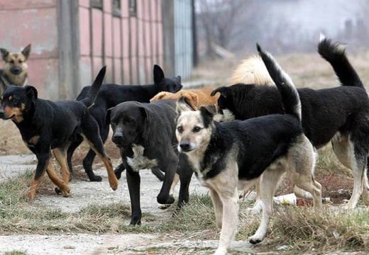 PU Bijeljina: Zabilježeni napadi pasa, napisano osam kazni
