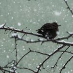 Snijeg na Vlašiću: Izmjereno minus sedam (Video)