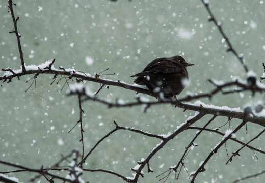 Snijeg na Vlašiću: Izmjereno minus sedam (Video)