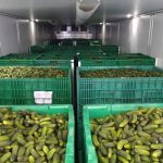 Stručnjaci upozoravaju: Širi se epidemija salmonele iz krastavaca