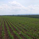 Stanje usjeva u Semberiji zadovoljavajuće: Sunce i vlažno zemljište doprinose dobrom prinosu