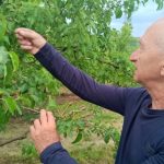 13 tona kruške ubralo njih troje: Voćari nemaju dovoljno radne snage