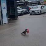 Milioni gledaju snimak iz Sarajeva: “Aj ti objasni šefu da je vrana ukrala” (Video)