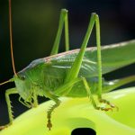 Istraživanje: Ljudi nisu za ideju da insekti zamjene meso