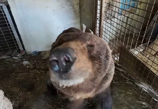 BiH: Emin svoje medvjede počasti palačinkama (Video)