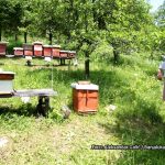 Uvozni med za 7 KM preplavio tržište: Domaći pčelari pred gašenjem