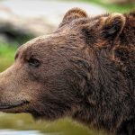 Upozorenje za sve koji putuju u Crnu Goru: Morate biti oprezni, ovdje možete sresti najvećeg evropskog predatora