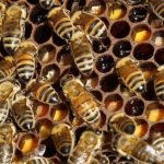 Dvogodišnjaka napao roj osa, otkazali mu vitalni organi