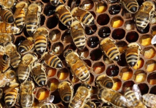 Dvogodišnjaka napao roj osa, otkazali mu vitalni organi