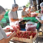 Poljoprivreda: Visoka cijena domaće jagode poremetila otkupne planove; Ima za jelo, nema za preradu