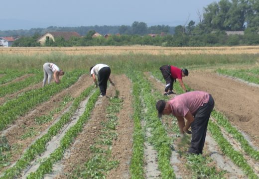 Poljoprivreda: Sve manje dobrih sezonskih radnika na njivama Semberije