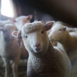 Infekciju prenose komarci: Prijeti li Srpskoj bolest plavog jezika?