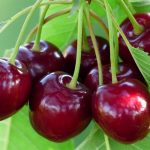 Gastroenterolog otkriva: Napitak koji poboljšava san i zdravlje crijeva