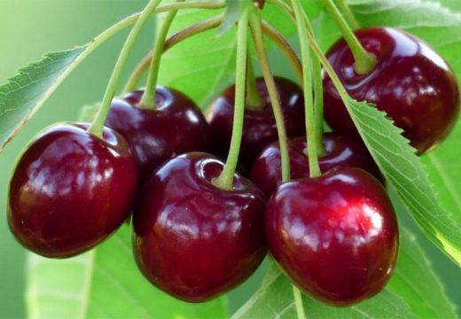 Gastroenterolog otkriva: Napitak koji poboljšava san i zdravlje crijeva