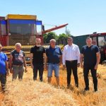 Bijeljina: Žetva pšenice u Semberiji pri kraju, dobar rod i kvalitet zrna