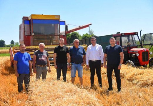 Bijeljina: Žetva pšenice u Semberiji pri kraju, dobar rod i kvalitet zrna
