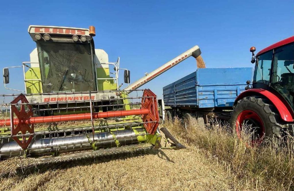 Žetva pšenice u Semberiji pri kraju: Posljednji otkosi već tokom vikenda (Foto)