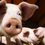 Kakvo je stanje na bijeljinskoj pijaci:Kod farmera jedna cijena, kod nakupaca druga