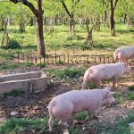 Poljoprivreda: ​Afrička kuga svinja hara Srbijom i Hrvatskom, ima li straha u Srpskoj?