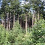 Potvrdio Kaurin: Šume Srpske u minusu šest miliona