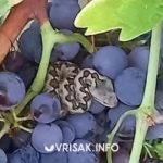 Najotrovnija zmija: Berač grožđa u BiH naletio na poskoka