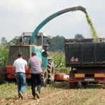 Suša stigla mjesec dana ranije: Borba za svako zrno kukuruza