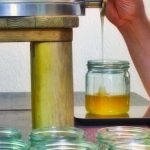 Ova godina izuzetno teška za domaće pčelare: Izvrcani med ne pokriva ni troškove proizvodnje