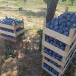 Berbe šljiva neće biti: Katastrofalan prinos voća u Potkozarju