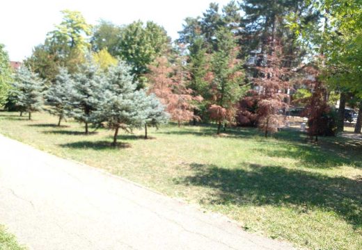 Suša spaljuje Gradski park: Mlade sadnice venu, zemlja puca