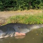 Lovac na somove oborio vlastiti rekord: Upecao džina dugog skoro 3 metra (Foto)