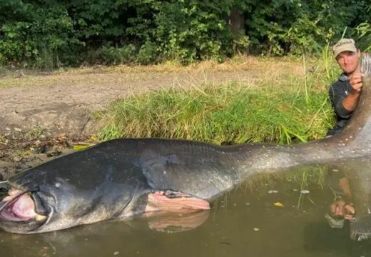 Lovac na somove oborio vlastiti rekord: Upecao džina dugog skoro 3 metra (Foto)