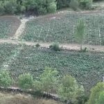 Susjedstvo: Otkrivena najveća plantaža marihuane, uhapšene dvije osobe