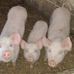 Poskupili prasići: Dijaspora, svadbe i proslave podigle cijenu prasadi na 8 KM