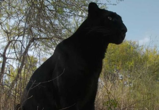 Crni panter viđen u blizini Srbije, lovac potvrdio: “Nisam znao kako da reagujem, treba preduzeti mere”