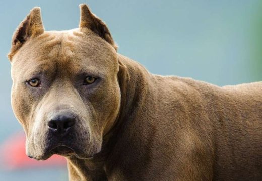 Dramatične scene u Sarajevu: Pitbul napao muškarca i majku sa bebom (Video)
