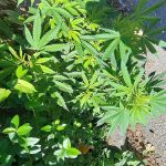 BiH: Marihuana raste uz trotoar usred Sarajeva?
