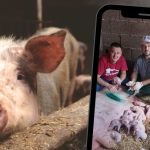 Čudo na farmi kod Bijeljine: Krmača carskim rezom rodila 22 živa prasića (Foto)