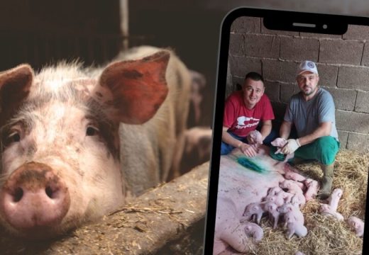 Čudo na farmi kod Bijeljine: Krmača carskim rezom rodila 22 živa prasića (Foto)