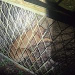 Policija pretresa borilište u Derventi: Veterinari pružaju pomoć psima