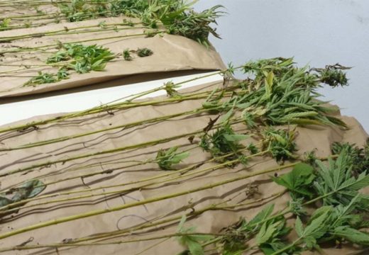 RS: Pronađeni zasadi indijske konoplje u Gradišci, uhapšen muškarac